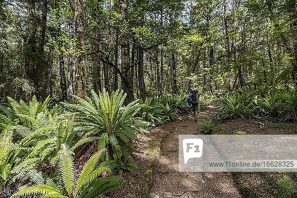 Hiker on trail through forest with ferns  temperate rainforest  Kepler Track  Fiordland National Park  Southland  New Zealand  Oceania