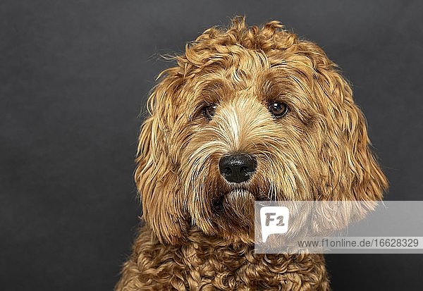 Original Australia Labradoodle in medium pedigree dog young dog nine months dog portrait studio recording