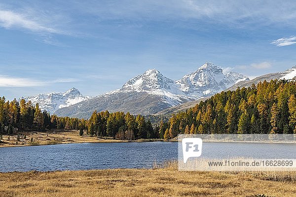 Herbstliche Lärchen mit verschneiten Bergspitzen am Stazersee  Lej da Staz  St. Moritz  Engadin  Graubünden  Schweiz  Europa