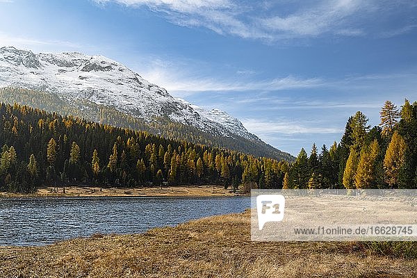 Herbstliche Lärchen am Stazersee  Lej da Staz  St. Moritz  Engadin  Graubünden  Schweiz  Europa