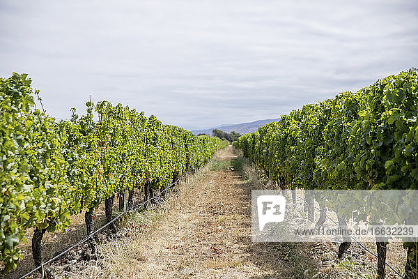 A long row of vines in a wine-growing region