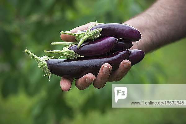 Man holds freshly harvested finger eggplants in his hand