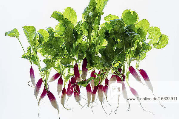 Fresh red and white radishes against a white background