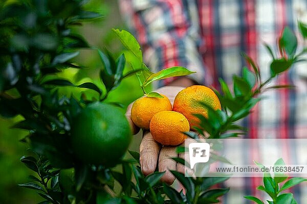 Ein Mann  der Mandarinen und Zitrusfrüchte in der Hand hält. Reife und unreife Zitrusfrüchte.