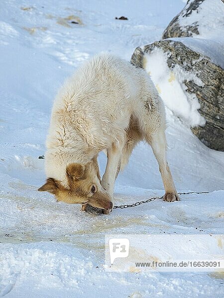 Fütterung eines Hundes mit Robbenfleisch. Schlittenhund im Nordwesten von Grönland im Winter. Kullorsuaq  eine traditionelle grönländische Inuit-Siedlung in der Melville-Bucht. Amerika  Nordamerika  Grönland  Dänemark.