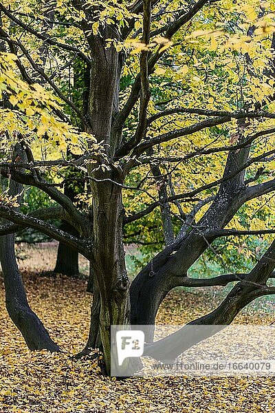 Herbst in der Natur mit bunten Blättern.
