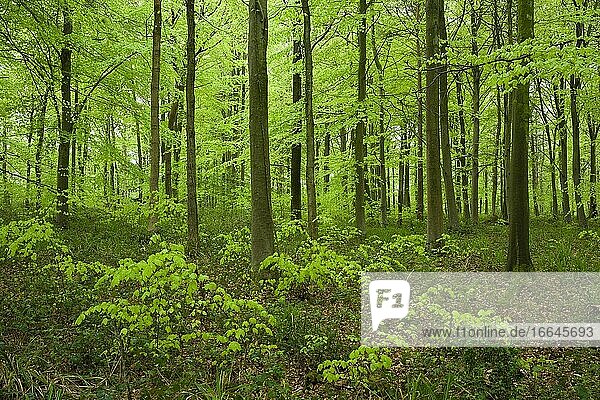 Neues üppiges Wachstum an Buchen im Frühjahr in einem Laubwald bei Goblin Combe  North Somerset  England.