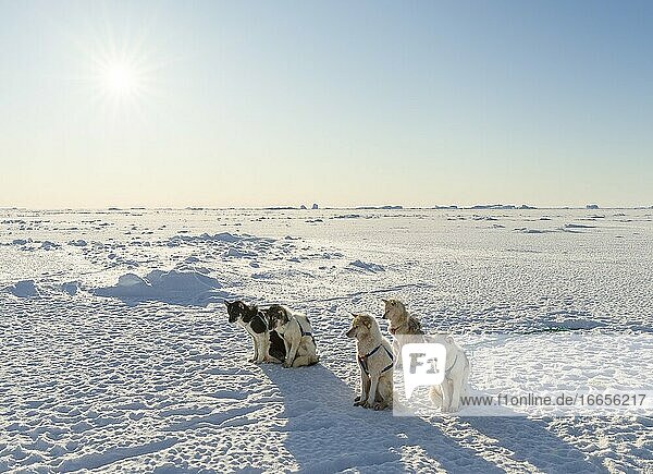 Schlittenhund im Nordwesten Grönlands im Winter auf dem Meereis der zugefrorenen Melville-Bucht. Kullorsuaq,  eine traditionelle grönländische Inuit-Siedlung in der Melville-Bucht. Amerika,  Nordamerika,  Grönland,  Dänemark.
