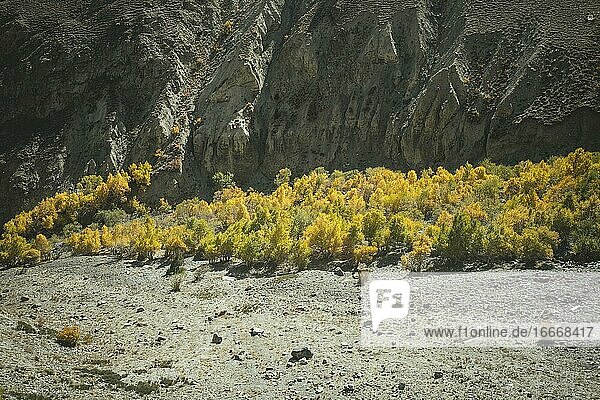 Trees glowing in autumn colours in front of a rugged rock face on a scree field in a valley of the Wakhan Corridor Badakhshan Afghanistan Asia