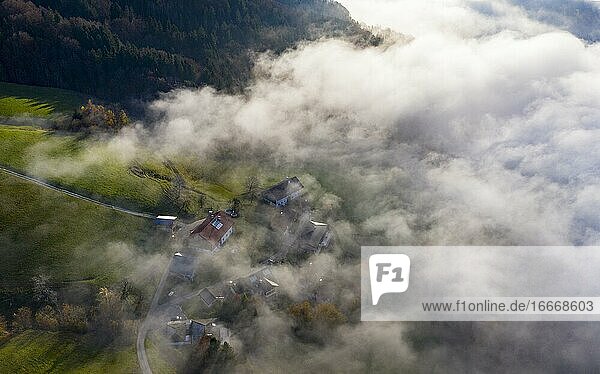 Bauernhäuser ragen aus der Nebelobergrenze  Drohnenaufnahme  Luftaufnahme  Mondsee  Mondseeland  Salzkammergut  Oberösterreich  Österreich  Europa
