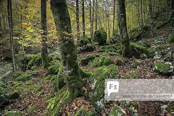 Ursprünglicher Wald mit moosbewachsenen Felsen und Bäumen  Lepena Tal  Soca-Tal  Triglav Nationalpark  Slowenien  Europa