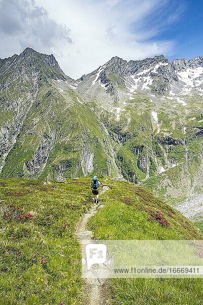 Wanderin auf dem Abstieg von der Mörchnerscharte zur Greizer Hütte  hinten Greizer Spitze und Lappenspitze  Berliner Höhenweg  Zillertaler Alpen  Zillertal  Tirol  Österreich  Europa