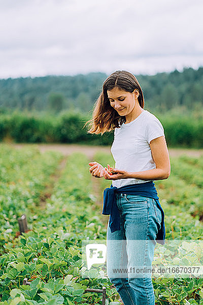 Woman is picking strawberries at a u-pick farm in Washington