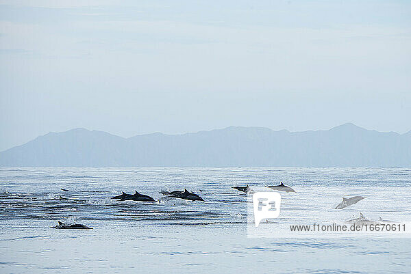 A group of common dolphins jumping near Espíritu Santo Island.