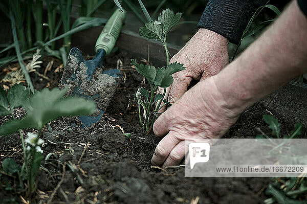 planting strawberry seedlings with hands in the ground in the garden  spring  village