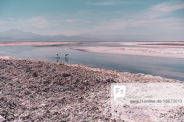 Gruppe von Flamingos im Salzsee gegen Vulkane im Hintergrund