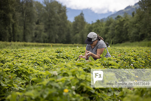 Schwangere Frau pflückt Erdbeeren auf einem Bauernhof auf dem Land in der Nähe des Waldes