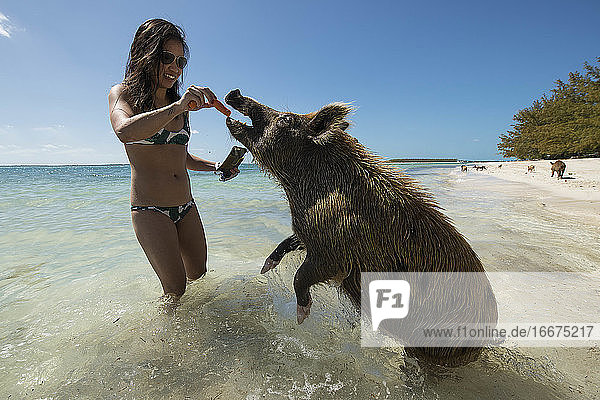 Junge Frau füttert ein Schwein am Strand mit Karotten während der Sommerferien