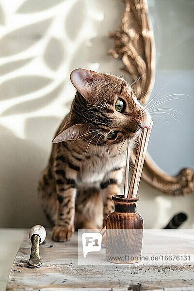 Hölzerne Aroma Diffusor mit Stäbchen eine Bengalkatze versucht zu essen vor dem Hintergrund der Spiegel