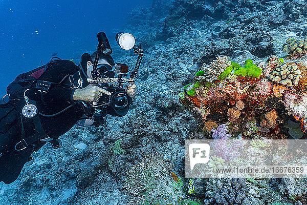 Fotograf beim Fotografieren von Korallen am Great Barrier Reef