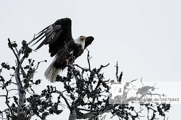Kräftiger Weißkopfseeadler mit weißem Federkopf fliegt von der Spitze eines Baumes