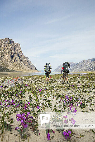 Rear view of two backpackers traversing Akshayak Pass  Canada.