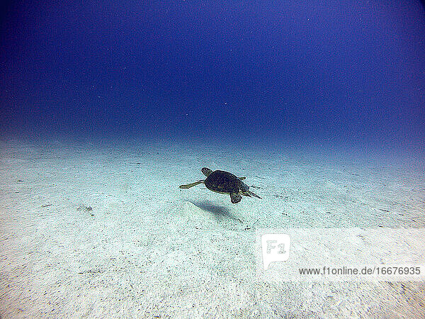 Sea turtle swimming over an gold sand