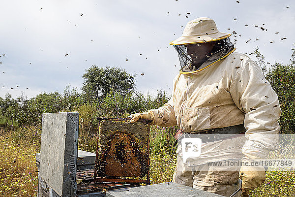 Ländlicher und natürlicher Imker  der den Honig aus den Bienenstöcken sammelt