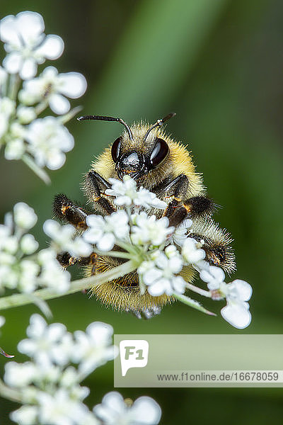 Kleine Honigbiene sammelt Pollen auf weißen Blüten
