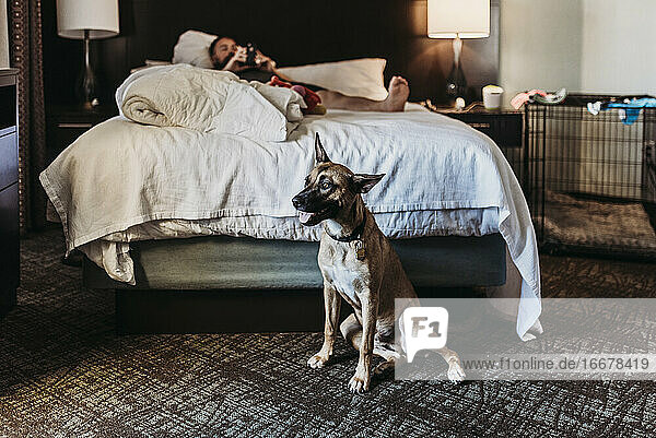 Porträt eines jungen Deutschen Schäferhund-Mixes mit Knochen in einem Hotelzimmer