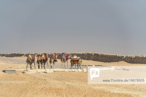 Ein Pferdewagen und eine Gruppe von Kamelen auf der Straße in der Wüste
