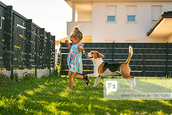 Baby girl running with beagle dog in backyard in summer day. Domestic animal with children concept.