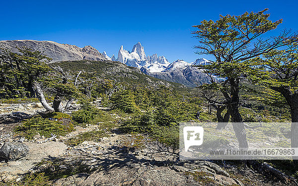 Berg Fitz Roy an einem sonnigen Tag  El Chalten  Nationalpark Los Glaciares  Patagonien  Argentinien