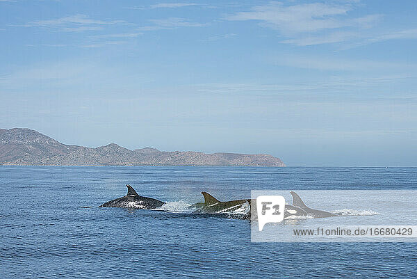 A group of orcas swimming near Espiritu Santo Island.