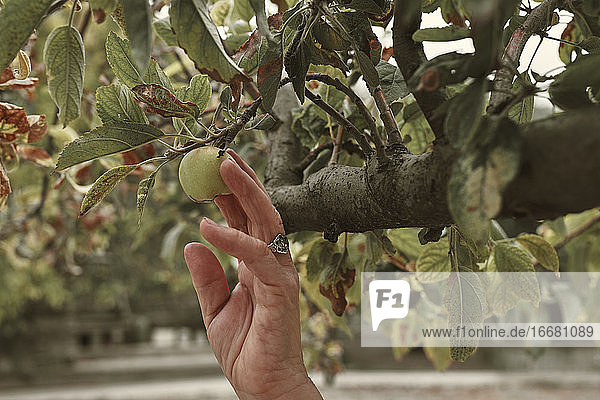 Die Hand einer alten Frau pflückt Früchte vom Baum