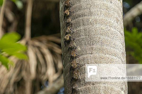 Rüsselfledermäuse auf einem Palmenstamm am Sandoval-See  Tambopata-Naturschutzgebiet  Puerto Maldonado  Madre de Dios  Peru