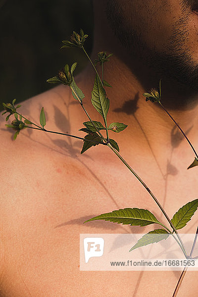 Wildblumenknospen auf der nackten Haut eines Mannes  Konzept der Zärtlichkeit
