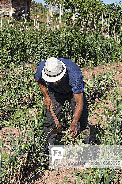 Colombian man with hat in the field digging