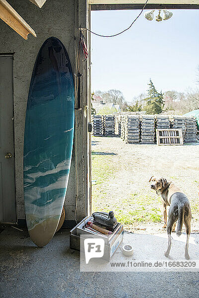 Fertiges Kunstwerk aus Kunstharz  Surfbrett und Hund aus der Scheune im Atelier für selbstgemachte Kunst