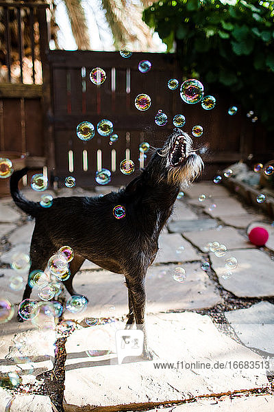 Black Dog with Beard Popping Bubbles in Front Yard