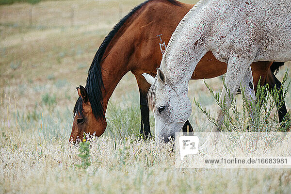 Zwei Pferde fressen zusammen auf einem Feld