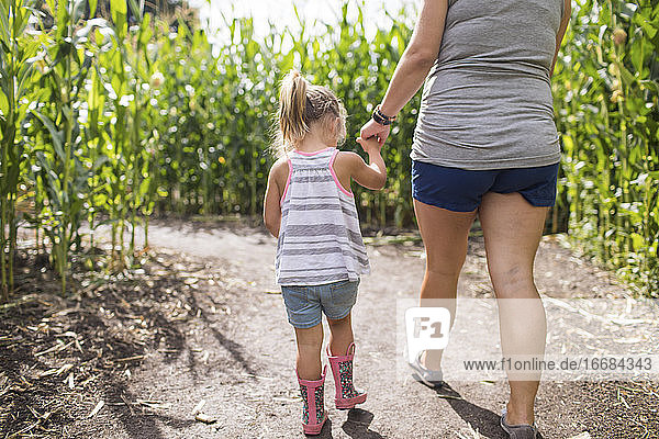 Mother holding hand of young daughter  exploring corn maze.