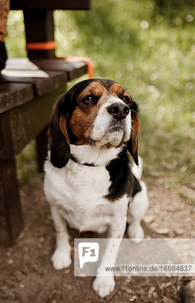 Beagle-Hund sitzt mit seinem Besitzer auf einer Bank im Sommer