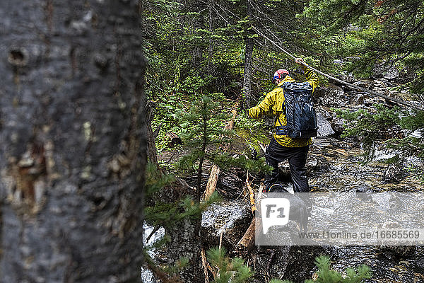 Rückenansicht eines männlichen Wanderers mit Rucksack und Hund  der im Wald wandert und einen Bach in British Columbia überquert