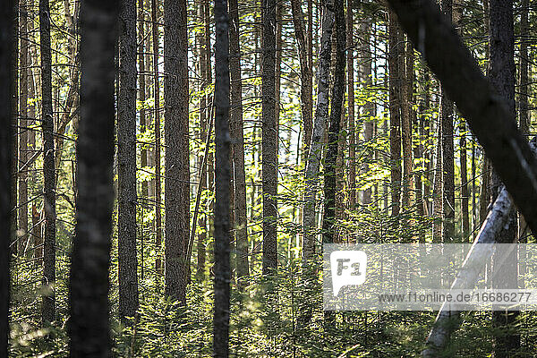 Ein Blick auf den dichten Wald entlang des Appalachian Trail in den Wäldern von Maine