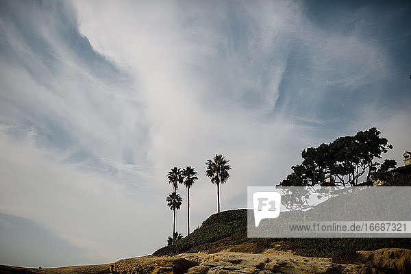 Low Angle View of Cliffs & Palm Trees at Windansea Beach in San Diego