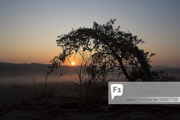 Silhouette eines Baumes auf einem Berggipfel bei Sonnenaufgang