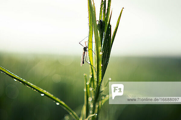 Nahaufnahme von Fly Insekt mit langen Beinen sitzen auf satten grünen Gras mit Wasser Tautropfen