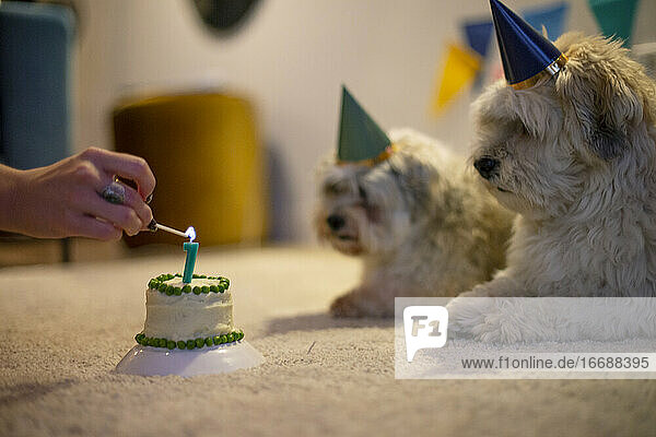 Two dog brothers celebrating their birthday with some cake