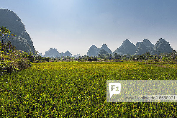 Reisfelder und Kalksteinberge in der Nähe von Yangshuo in China